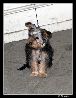 Dog Fracla