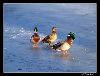 Ducks in Vienna