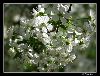 Cherry Flowers