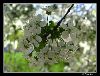 Cherry Flowers