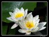 Lilys