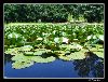 Lilys