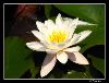Lilys