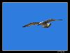 Sea-gull Flying