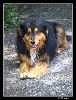 Smiling dog