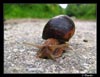 Snail